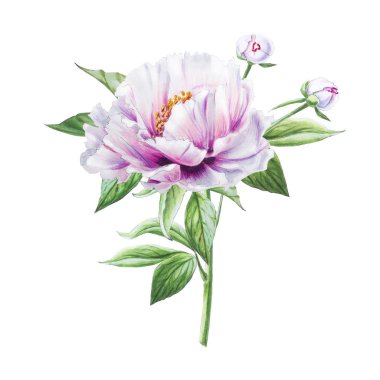 Beyaz arkaplanda beyaz şakayık çiçekleri çizimi