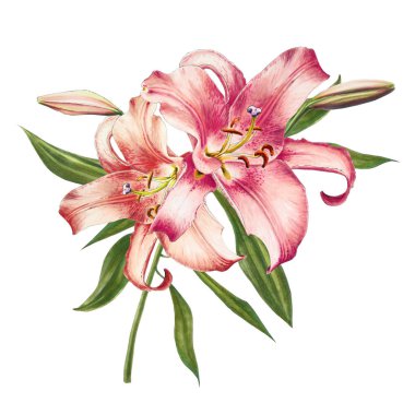 beyaz arka plan üzerinde pembe zambak illüstrasyon