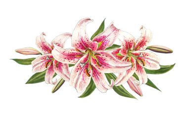 beyaz arka plan üzerinde pembe zambak illüstrasyon