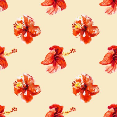 Hibiscus çiçek çerçevesi beyaz izole