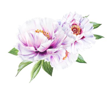 Beyaz arkaplanda beyaz şakayık çiçekleri çizimi