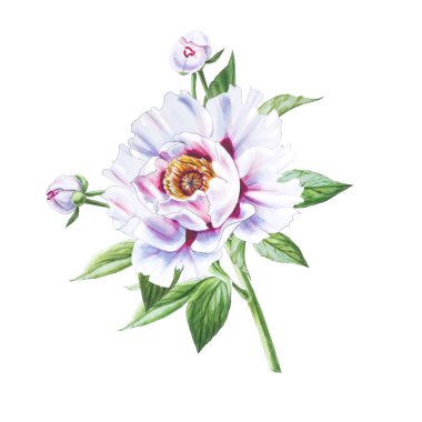 Beyaz arkaplanda beyaz şakayık çiçek çizimi