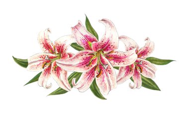 beyaz arka plan üzerinde pembe zambak illüstrasyon