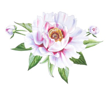 Beyaz arkaplanda beyaz şakayık çiçek çizimi