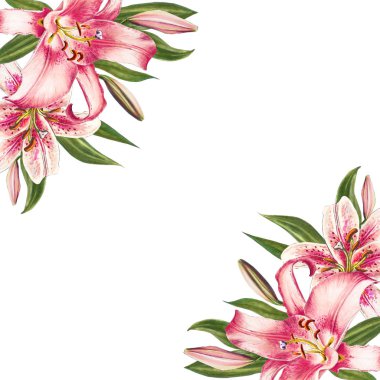 beyaz arka plan üzerinde pembe zambak illüstrasyon