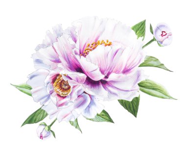 Beyaz arkaplanda beyaz şakayık çiçekleri çizimi