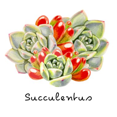 beyaz arka plan üzerinde çeşitli sulu illüstrasyon