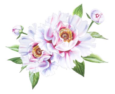 Beyaz arkaplanda beyaz şakayık çiçekleri çizimi