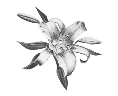 beyaz arka plan üzerinde siyah ve beyaz zambak çiçek illüstrasyon