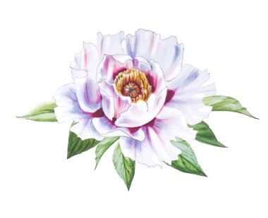 Beyaz arkaplanda beyaz şakayık çiçek çizimi