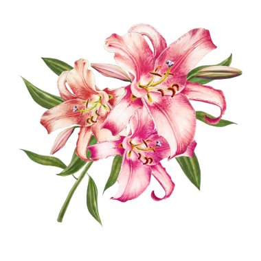 beyaz arka plan üzerinde pembe zambak illüstrasyon