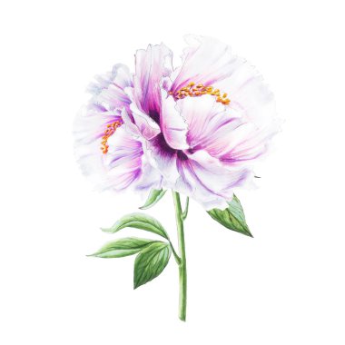 Beyaz arkaplanda beyaz şakayık çiçekleri çizimi