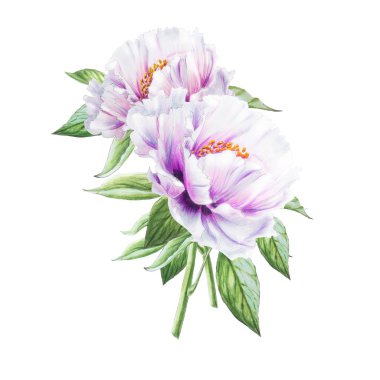 Beyaz arkaplanda beyaz şakayık çiçekleri çizimi