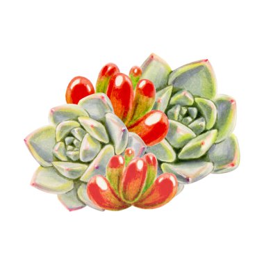 beyaz arka plan üzerinde çeşitli sulu illüstrasyon