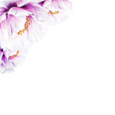 Beyaz arkaplanda beyaz şakayık çiçekleri çizimi