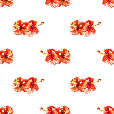 Hibiscus çiçek çerçevesi beyaz izole