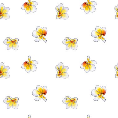 plumeria çiçek çerçeve beyaz izole