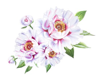 Beyaz arkaplanda beyaz şakayık çiçekleri çizimi