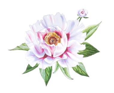 Beyaz arkaplanda beyaz şakayık çiçek çizimi