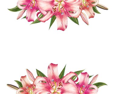 beyaz arka plan üzerinde pembe zambak illüstrasyon