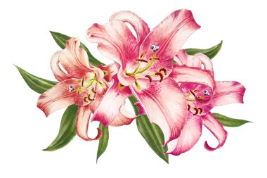 beyaz arka plan üzerinde pembe zambak illüstrasyon