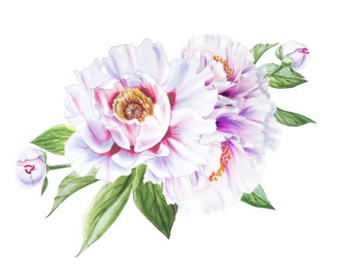 Beyaz arkaplanda beyaz şakayık çiçekleri çizimi