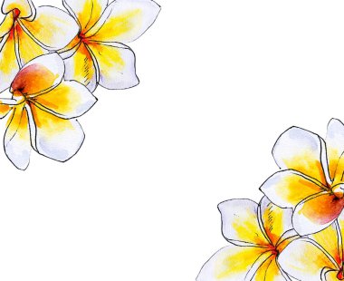plumeria çiçek çerçeve beyaz izole