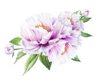 Beyaz arkaplanda beyaz şakayık çiçekleri çizimi