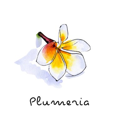 beyaz arka plan üzerinde plumeria çiçek illüstrasyon