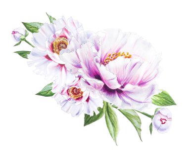 Beyaz arkaplanda beyaz şakayık çiçekleri çizimi