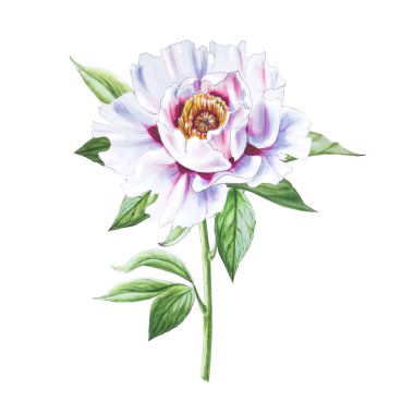 Beyaz arkaplanda beyaz şakayık çiçek çizimi