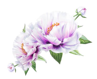 Beyaz arkaplanda beyaz şakayık çiçekleri çizimi