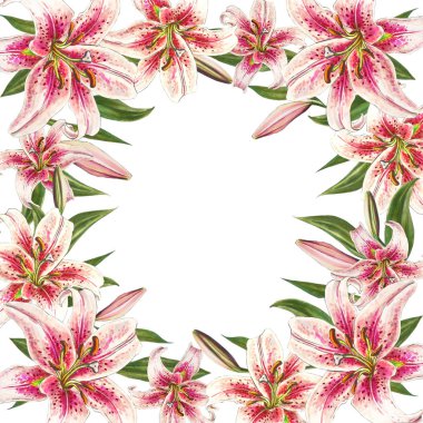 beyaz arka plan üzerinde pembe zambak çerçeve