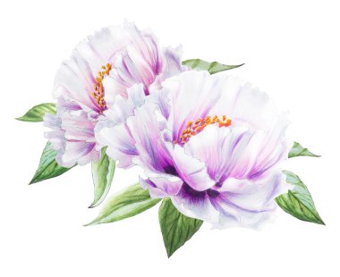 Beyaz arkaplanda beyaz şakayık çiçekleri çizimi