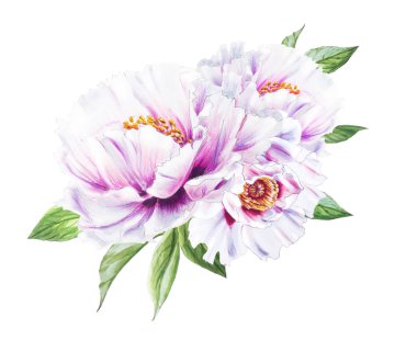 Beyaz arkaplanda beyaz şakayık çiçekleri çizimi