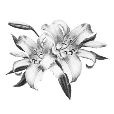 beyaz arka plan üzerinde siyah ve beyaz zambak illüstrasyon