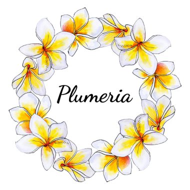 plumeria çiçek çerçeve beyaz izole