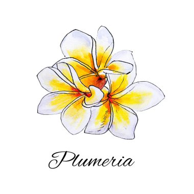 beyaz arka plan üzerinde plumeria çiçek illüstrasyon