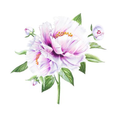 Beyaz arkaplanda beyaz şakayık çiçekleri çizimi