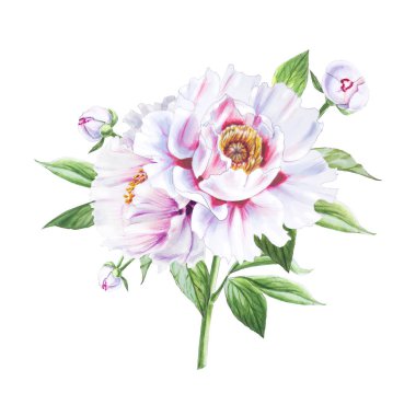 Beyaz arkaplanda beyaz şakayık çiçekleri çizimi