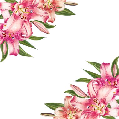 beyaz arka plan üzerinde pembe zambak illüstrasyon