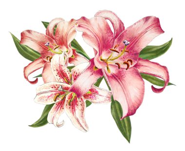 beyaz arka plan üzerinde pembe zambak illüstrasyon