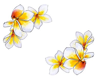 plumeria çiçek çerçeve beyaz izole