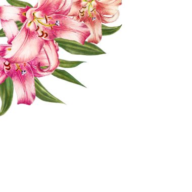 beyaz arka plan üzerinde pembe zambak illüstrasyon