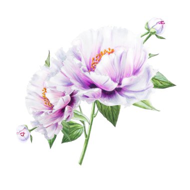 Beyaz arkaplanda beyaz şakayık çiçekleri çizimi