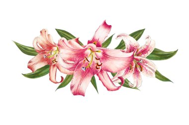 beyaz arka plan üzerinde pembe zambak illüstrasyon