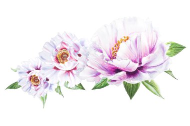 Beyaz arkaplanda beyaz şakayık çiçekleri çizimi