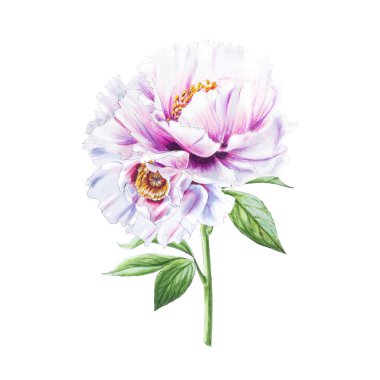 Beyaz arkaplanda beyaz şakayık çiçekleri çizimi