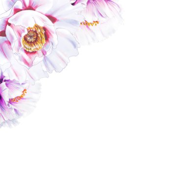 Beyaz arkaplanda beyaz şakayık çiçekleri çizimi