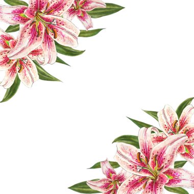 beyaz arka plan üzerinde pembe zambak illüstrasyon